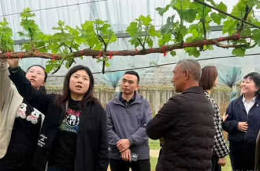 人才安居公司：农技专家下田间   “筑巢优选”拓销路